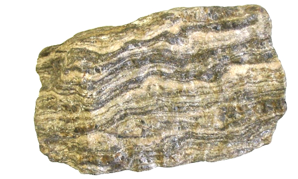Salmo trutta complex: nuova sintesi sulle origini